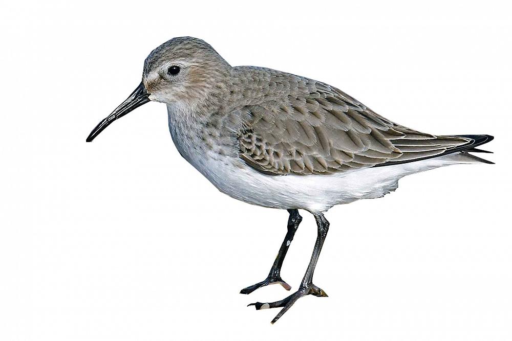 Alpenstrandläufer auf Römö