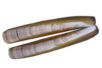 Amerikanische Schwertmuschel