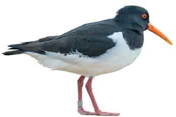 Austernfischer auf Römö