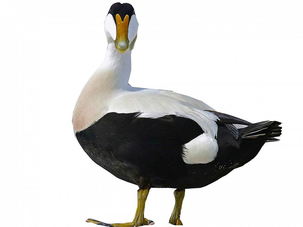 Eiderente im Wattenmeer Römö