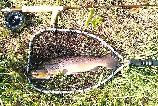 Auf Forelle angeln in der Brede Au bei Fanö