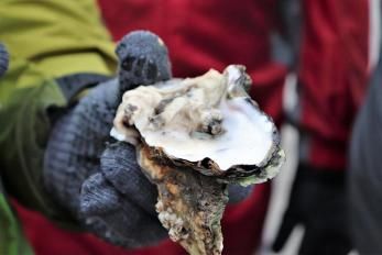 Austern Safari Fanö - aufgebrochene Auster