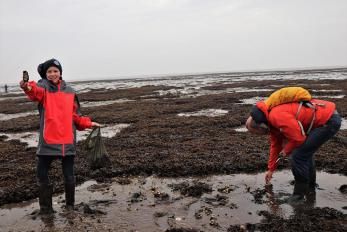 Austern Safari Fanö - Austern gefunden
