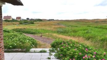 Golfen auf Fanö - Fasan beim Clubhaus