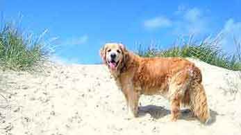 Hund auf Fanö in den Dünen