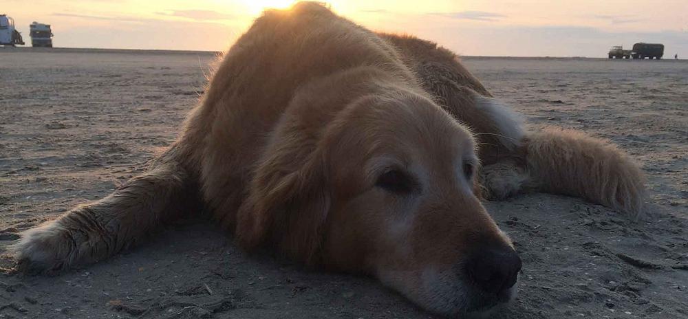 Urlaub auf Fanö mit Hund Was gibt es zu beachten?