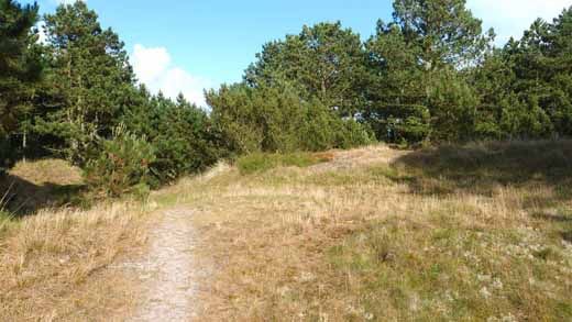 Fanö Nord Wald und Hügel der ehemaligen Stellungen