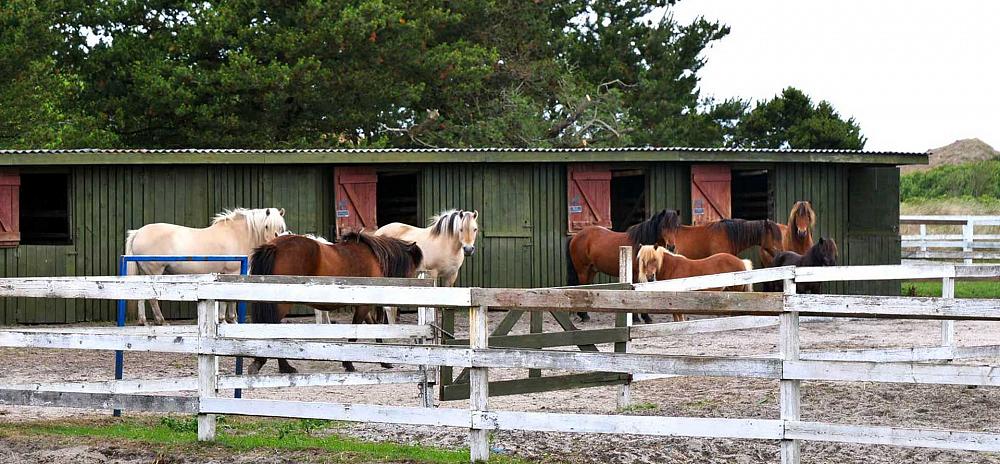 Reiten auf Fanö