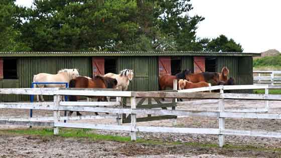 Fanö Reiten Sönderho Nycamping