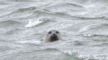 Robbe im Wasser von Fanö