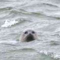 Seehund auf Fanö im Wasser