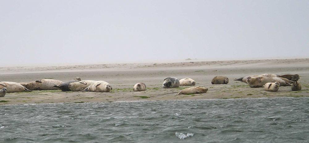 Seehund-Safari auf Fanö Sandbank