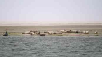 Robbesandbank auf Fanö