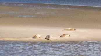 Seehunde auf Sandbank in Nordby auf Fanö