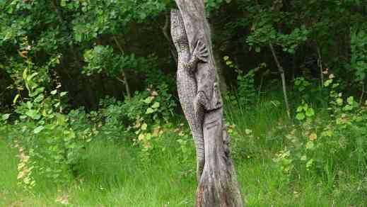 Fanö Waldspielplatz Echse