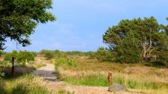 Fanö Wanderweg zu den Vogelkojen