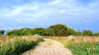 Fanö Wanderweg durch die Heidelandschaft