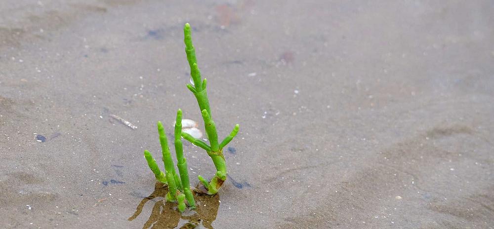 Fanö Wattwanderung Queller