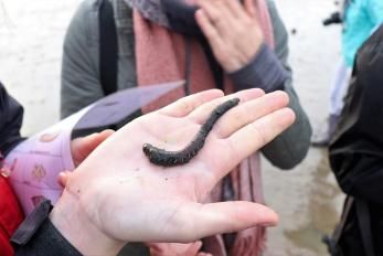 Fanö Wattwanderung Wattwurm