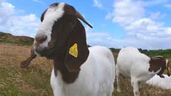 Feldberg Familiecamping Fanö Spielplatz