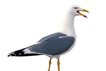 Heringsmöwe im Wattenmeer bei Römö