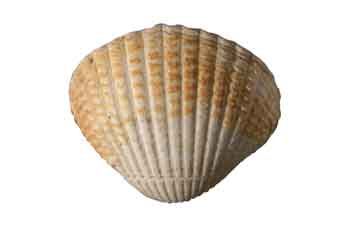 Herzmuschel Wattenmeer Römö