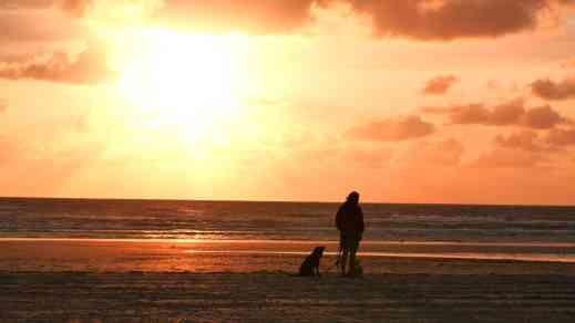 Hund am Strand von Fanö - an der Leine