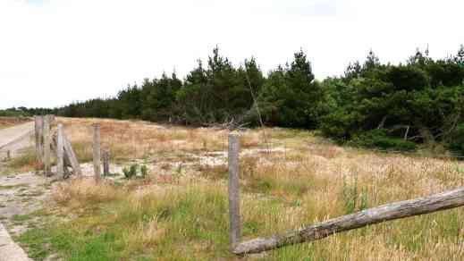 großer Hundewald auf Fanö