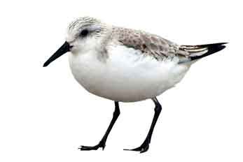 Knutt Vögel im Wattenmeer Römö