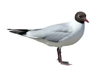 Lachmöwe Wattenmeer Römö