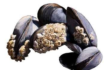 Miesmuscheln im Wattenmeer von Römö