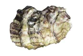 Pazifische Auster im Wattenmeer von Römö