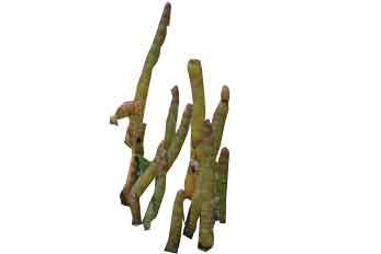 Queller im Wattenmeer von Römö