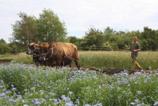 Feldarbeit zu Wikingerzeiten