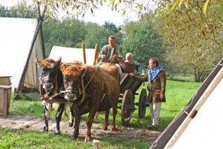 Wikinger-Ochsen-Karren