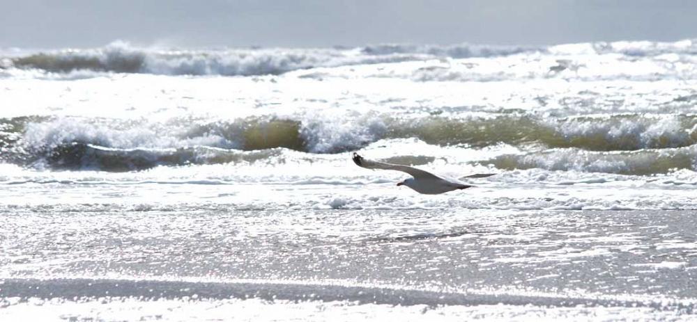 Römö Möwe Nordsee