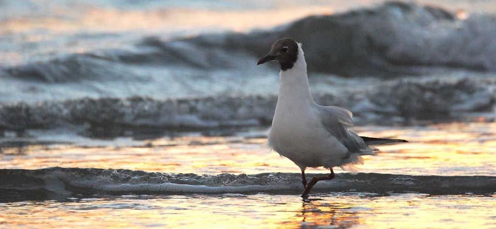 Römö Möwe Wattenmeer
