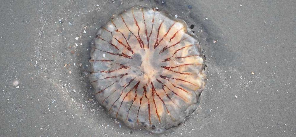 Römö Qualle am Strand
