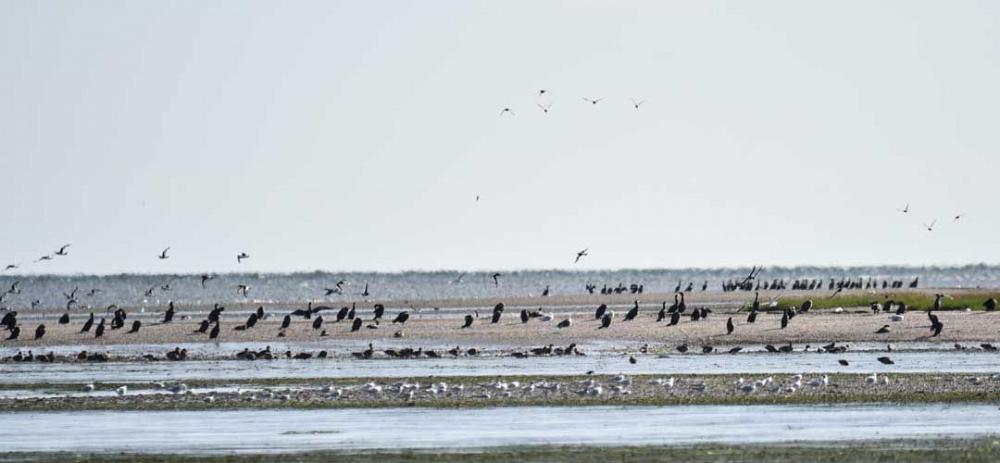 Römö Vögel im Wattenmeer