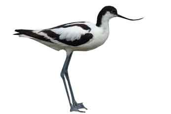 Säbelschnabler Wattenmeer Römö