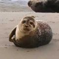 Seehundsafari Fanö Robbe auf einer Sandbank