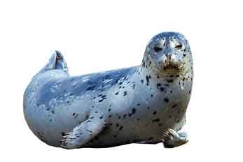 Seehund im Wattenmeer von Römö