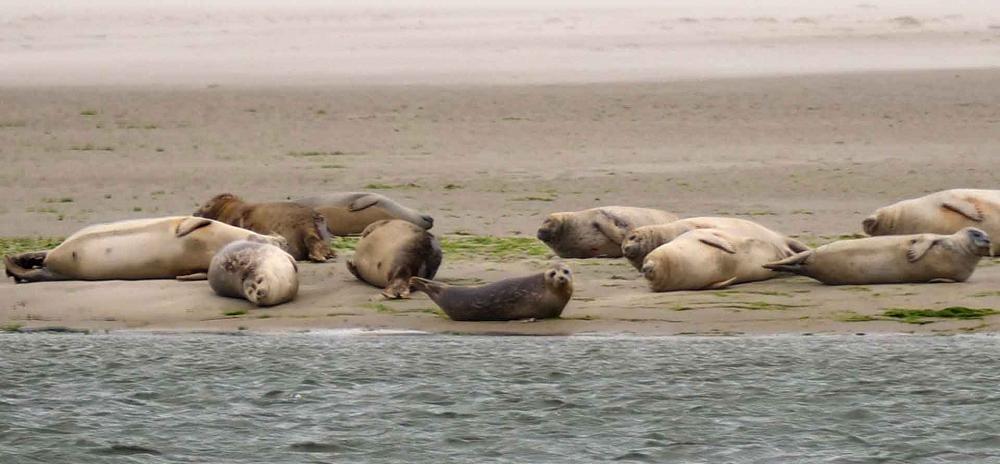 Seehund-Safari auf Fanö