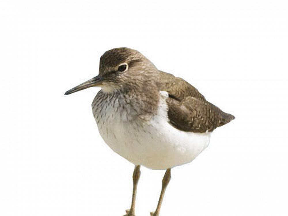 Seeregenpfeifer im Wattenmeer