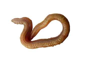 Seeringelwurm im Wattenmeer von Römö