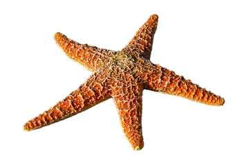 Seestern im Wattenmeer von Römö