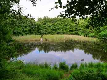 Fanö Vogelkoje Sönderho Teich
