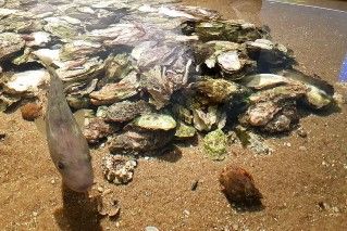 Aquarium im Wattenmeerzentrum