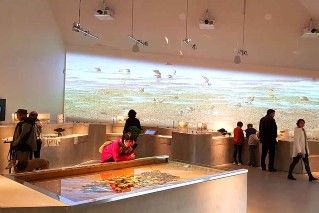 Leben im Wattenmeer im Museum