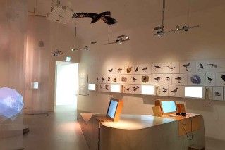 Vogelwelt im Wattenmeer